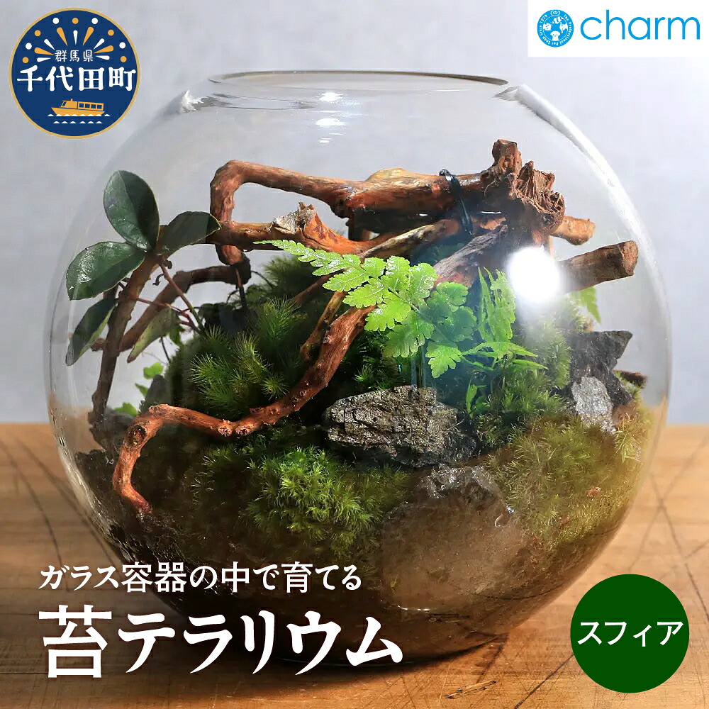 【ふるさと納税】苔テラリウム スフィア 北海道冬季発送不可 群馬県 千代田町 苔 インテリア ナチュラル 自然 プレゼント ギフト 贈答用 送料無料 趣味 風水 緑 人気 オススメ 初心者 玄関 自家栽培 株式会社チャーム