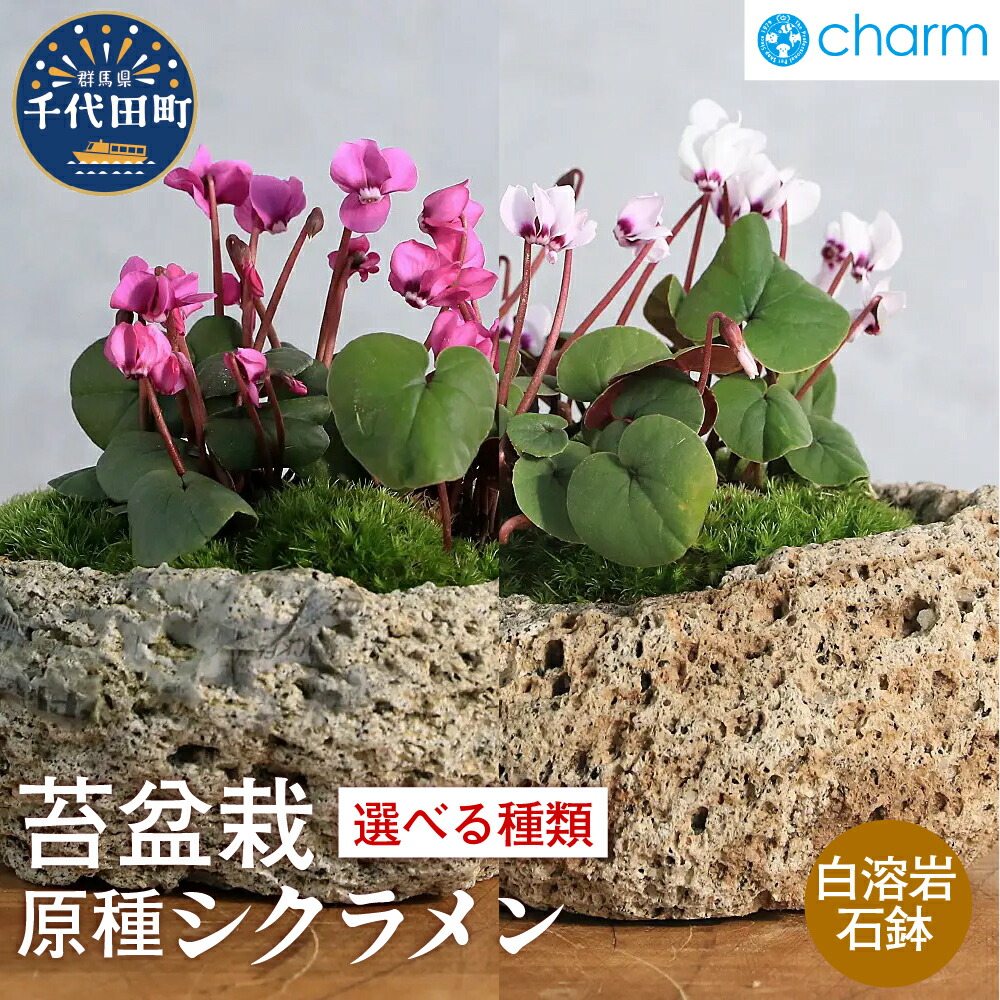 【ふるさと納税】【選べる種類】苔盆栽 原種シクラメン コウム アルバ ３株植え 白溶岩石植え 群馬県 千代田町 苔 インテリア ナチュラル 植物 リラクゼーション 室内栽培 プレゼント ギフト 贈答用 送料無料 趣味 人気 オススメ 初心者 玄関 キッチン 株式会社チャーム