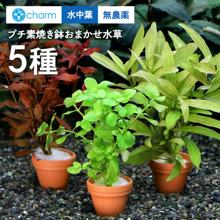 【ふるさと納税】プチ素焼き鉢 おまかせ水草5種（水中葉）（無農薬）計5個 ※北海道・沖縄・離島への送りとどける不可