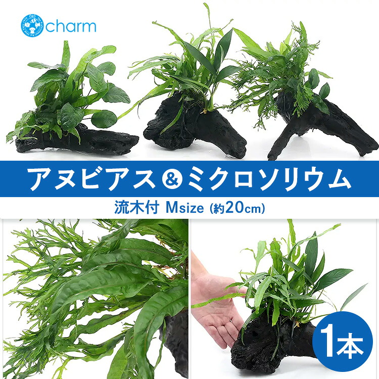 【ふるさと納税】おまかせアヌビアス＆おまかせミクロソリウム2種 流木付 M大いさ 1本（約20糎） ※北海道・沖縄・離島への送りとどける不可