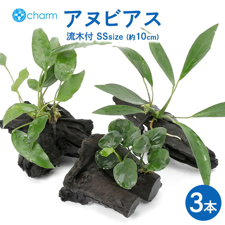 【ふるさと納税】おまかせアヌビアス 流木付 SSサイズ 3本（約10cm） ※北海道・沖縄・離島への配送不可 12,540円