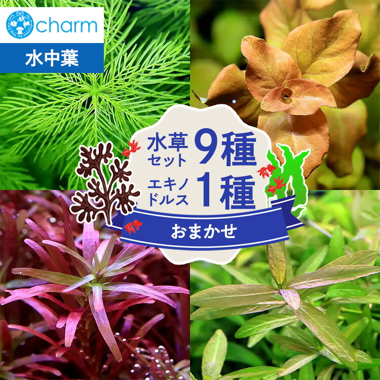 【ふるさと納税】おまかせ水草書き割り9種（水中葉）＆おまかせエキノドルス1種（水中葉）1株 ※北海道・沖縄・離島への送りとどける不可