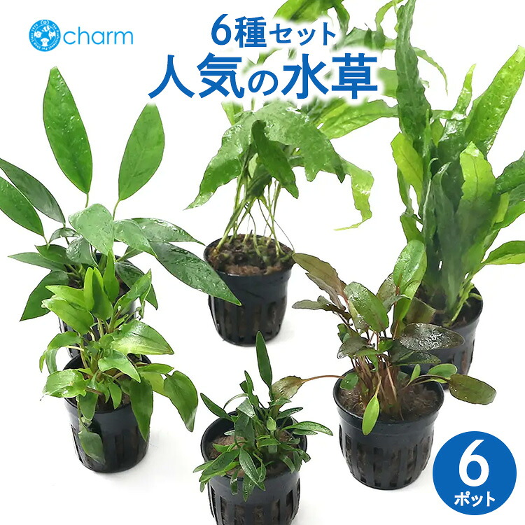 【ふるさと納税】一般受けの水草 6種書き割り クリプトコリネ（3種）＆ミクロソリウム（2種）＆アヌビアス（1種）6ポット分 ※北海道・沖縄・離島への送りとどける不可