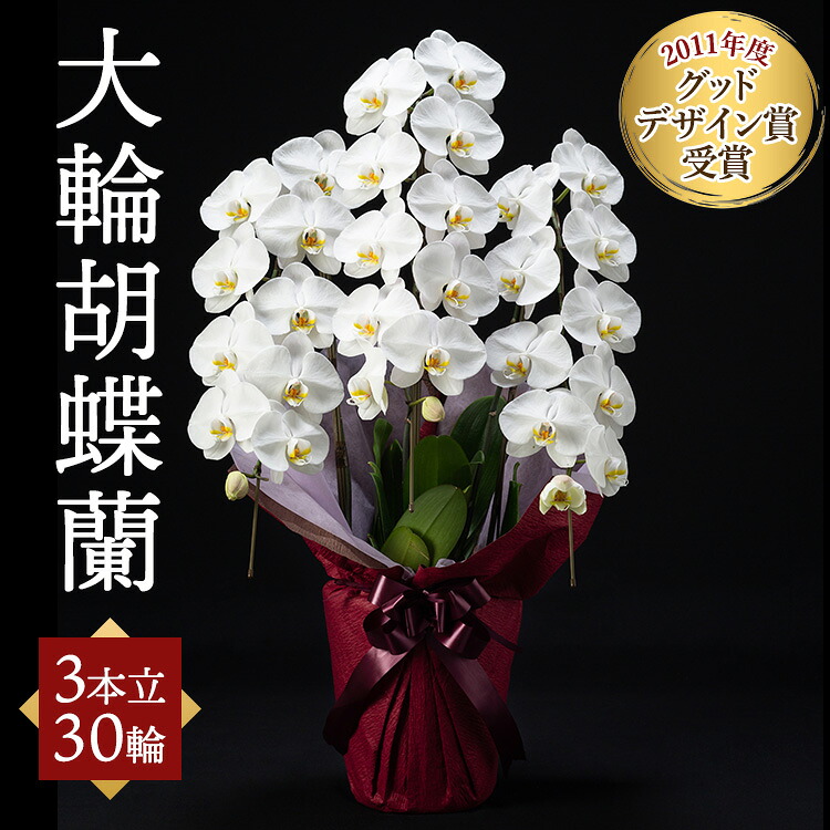 【ふるさと納税】大輪夢見鳥蘭 3本立 30輪 |  夢見鳥蘭 差し上げ物 祝い事花 差し上げ物 洋幽客 生け花 お花 祝い事 不死化日 差し上げ物 生まれ落ちる日