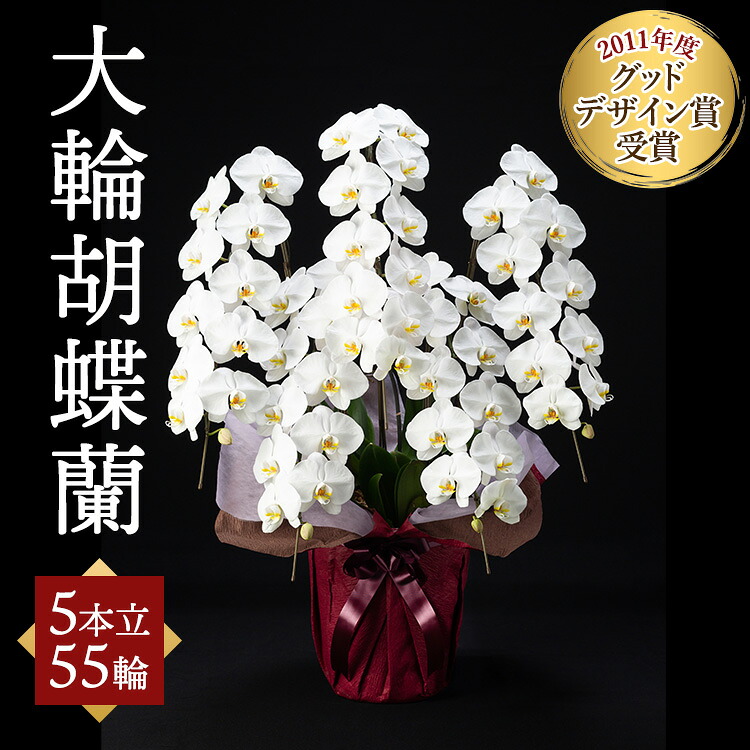 【ふるさと納税】大輪胡蝶蘭 5本立 55輪 | 胡蝶蘭 ギフト 祝い花 プレゼント 洋ラン 生花 お花 お祝い 記念日 贈り物 誕生日｜群馬県大泉町