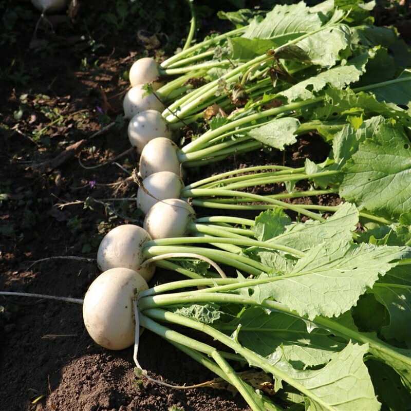 最新情報 自然栽培 秋冬 季節のお任せ野菜セット Lサイズ Fucoa Cl