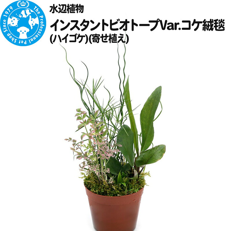 るべりえ