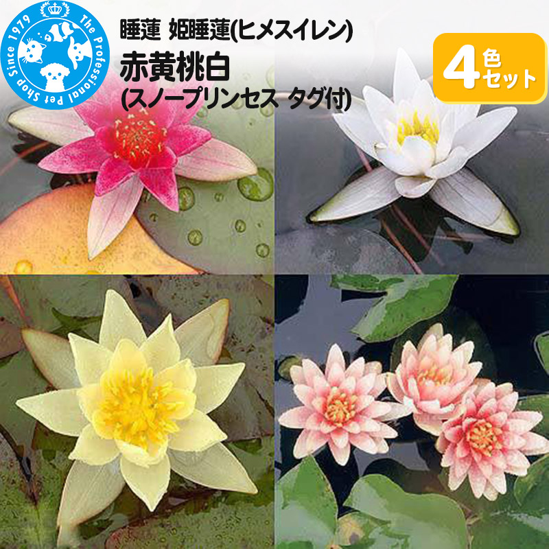 【ふるさと納税】睡蓮 姫睡蓮(ヒメスイレン)4色セット 赤黄桃白(スノープリンセス タグ付)(各1株ずつ) 18,500円