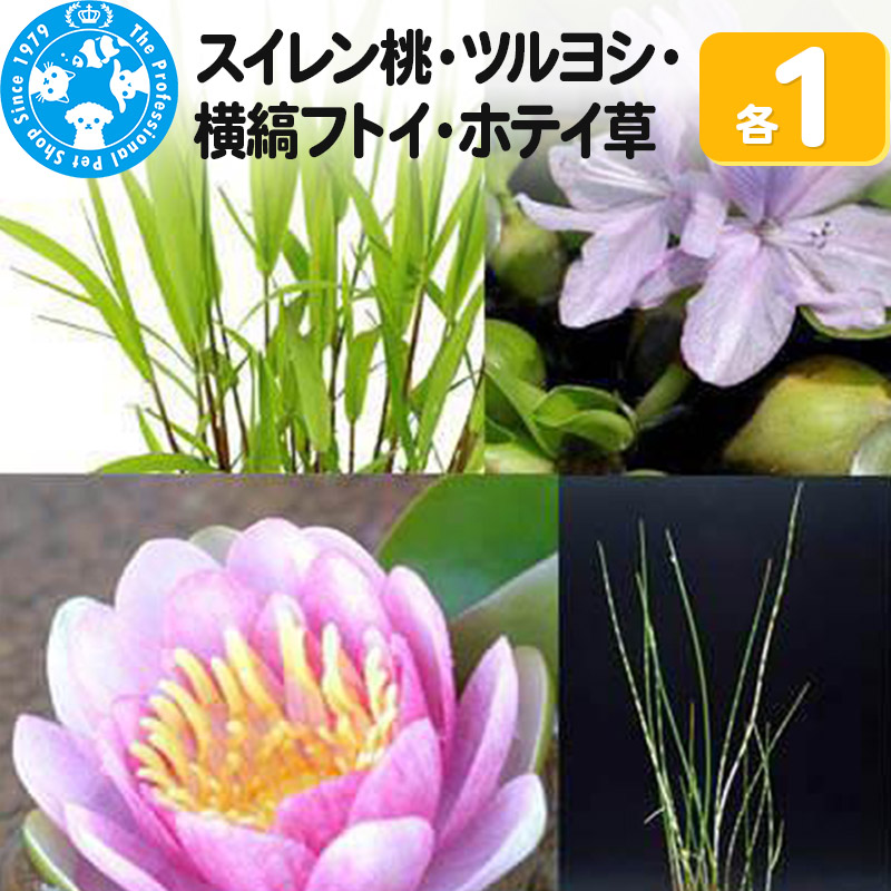 【ふるさと納税】スイレン桃(1)+ツルヨシ(1ポ)+横縞フトイ(1ポ)+ホテイ草(1株)|群馬県邑楽町