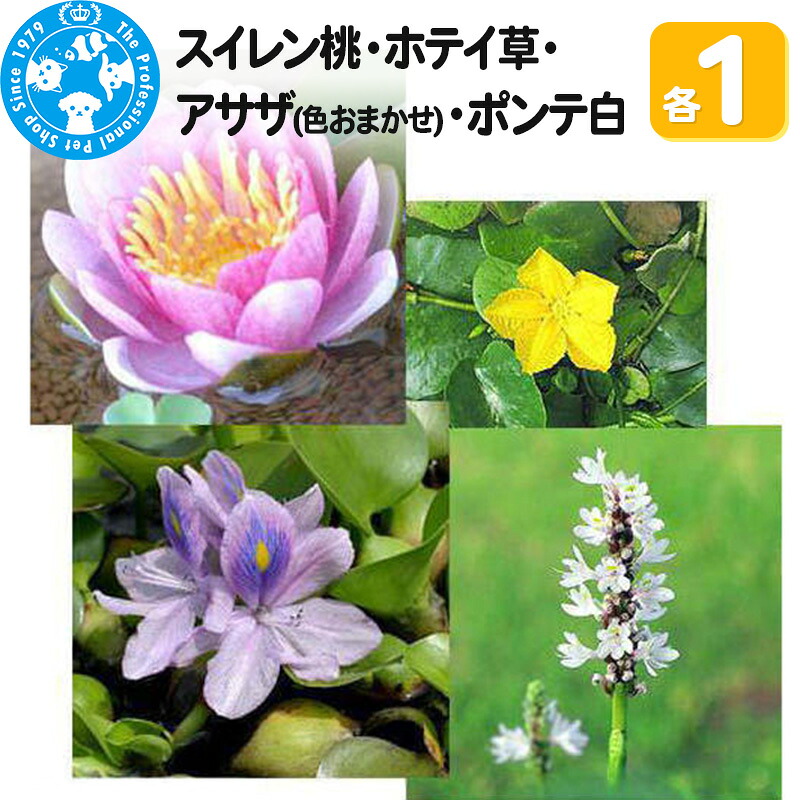 株式会社引き付ける 花・ガーデン・DIY-花・観葉植物