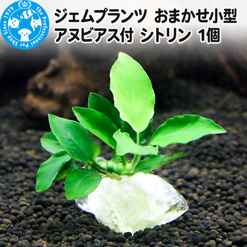 【ふるさと納税】ジェムプランツ おまかせ小型アヌビアス付 シトリン 1個