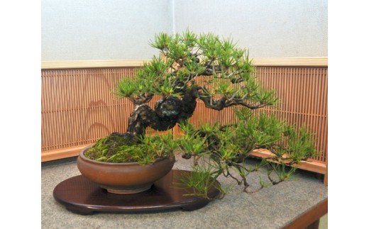 楽天市場】【ふるさと納税】黒松盆栽（中型サイズ）樹齢10〜15年程度