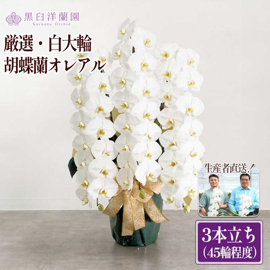 【ふるさと納税】厳選・白大輪夢見鳥蘭オレアル 3本立ち45輪度合い（蕾含む） 【11100-0119】