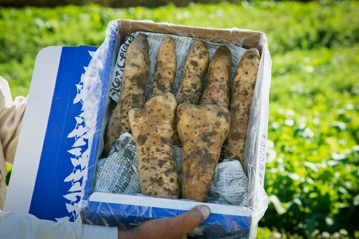 【ふるさと納税】大和芋　２kg
