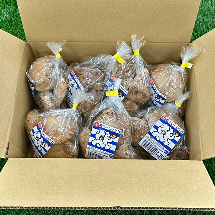 【ふるさと納税】国分グリーンファームの採れたて「ぶあついしいたけ」(約1kg×3回)|埼玉県熊谷市