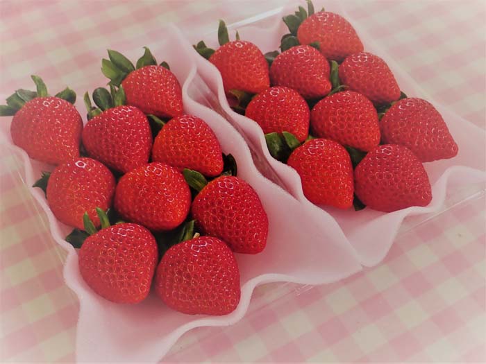 【ふるさと納税】 いちごハウスAYAのあまりん 250g×2パック / あまりん 甘い ジューシー フルーツ 特選 フレッシュ 冷蔵 旬果物 手土産 朝食 デザート 子ども 喜ぶ 果実 プレミアム 250g いちご 苺 果物 埼玉県 秩父 おすすめ返礼品 送料無料 No.376