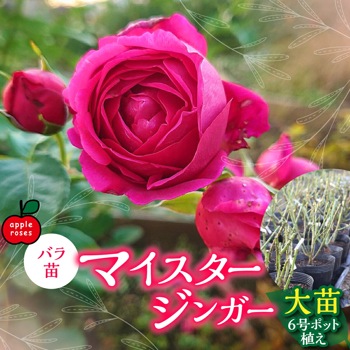 【ふるさと納税】【Apple Roses】薔薇苗『マイスタージンガー』大苗6号ポット植え 花 ローズ ばら お花  お届け：2025年12月上旬～2026年6月中旬 HNNH001