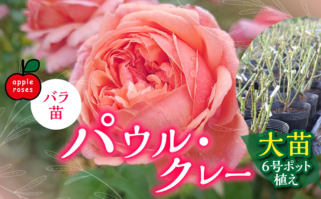 【ふるさと納税】【Apple Roses】バラ苗『パウル・クレー』大苗6号ポット植え 苗木 植物 　お届け：2025年12月上旬～2026年6月中旬　 HNNH003
