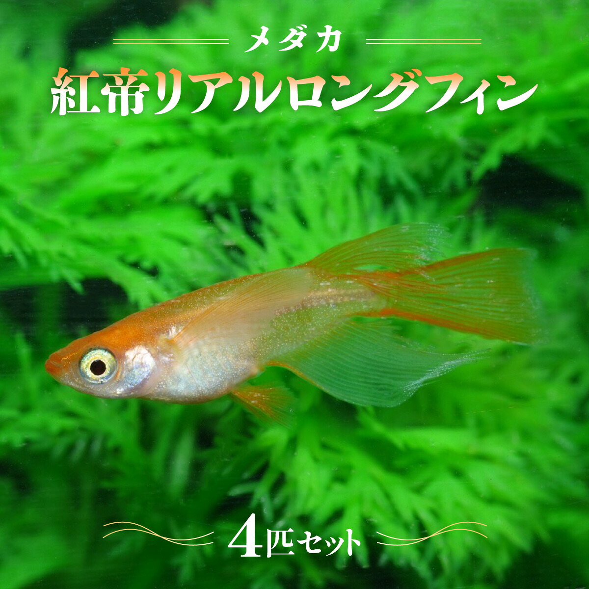 【ふるさと納税】メダカ「紅帝リアルロングフィン」4匹セット お届け:発注後、1~2週間程度 HNNAD008|埼玉県飯能市