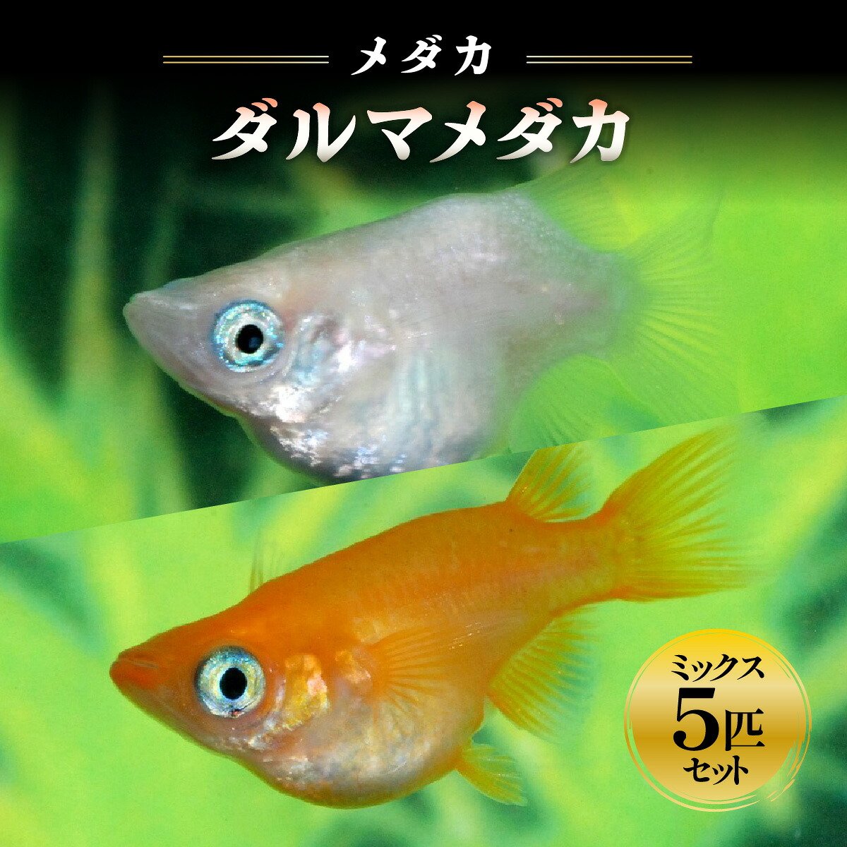 【ふるさと納税】メダカ「始祖メダカ」 雑ぜ合わせる5匹書き割り  毛の荒物毛の荒物  お届け：誂える後、1～2週度合い HNNAD003