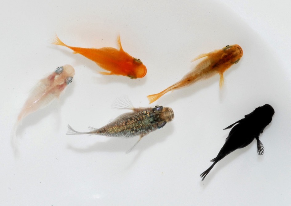 【ふるさと納税】メダカ「ダルマメダカ」 ミックス5匹セット 生き物生き物 　お届け：発注後、1～2週間程度 HNNAD003