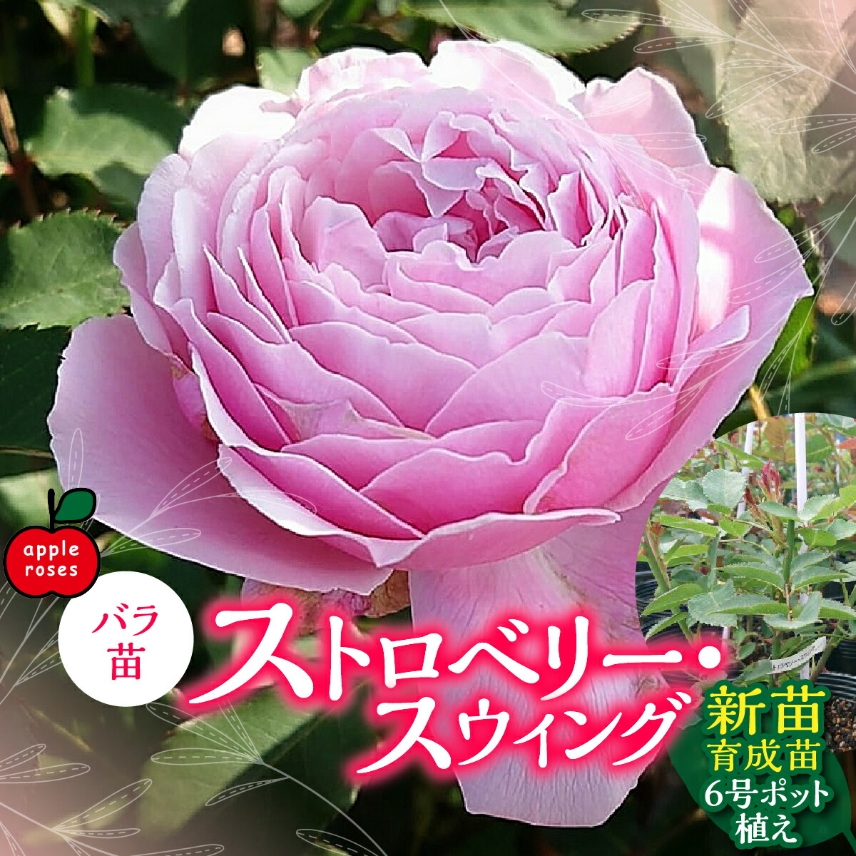 【ふるさと納税】【Apple Roses】薔薇苗『ストロベリー・スウィング』新苗育みそだてる苗6号ポット植え HNNH021