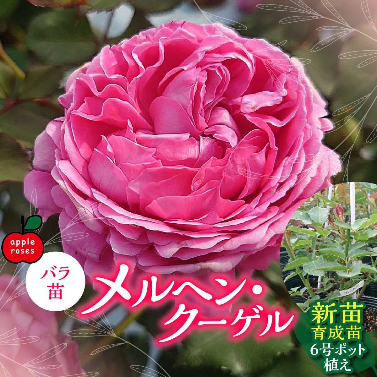 【ふるさと納税】【Apple Roses】薔薇苗『メルヘン・クーゲル』新苗育みそだてる苗6号ポット植え HNNH033
