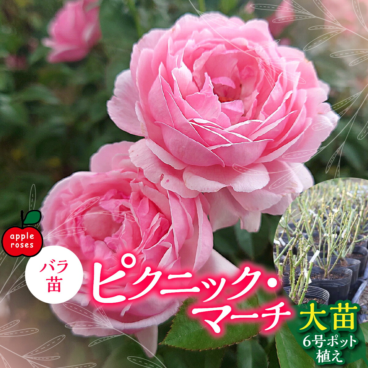【ふるさと納税】【Apple Roses】バラ苗『ピクニック・マーチ』大苗6号ポット植え HNNH039｜埼玉県飯能市