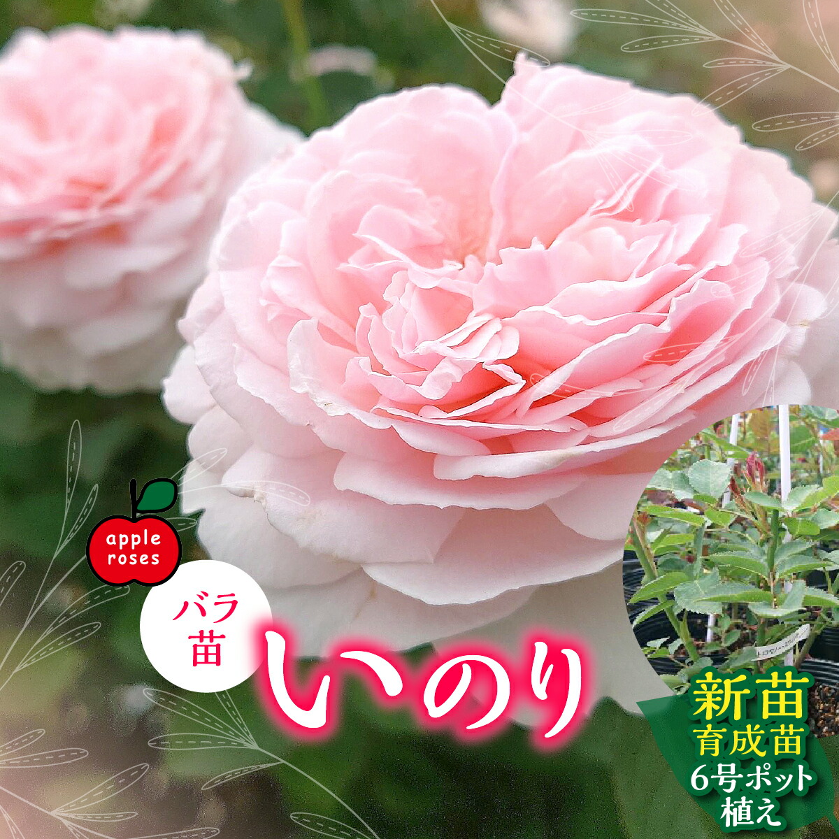 【ふるさと納税】【Apple Roses】薔薇苗『いのり』新苗育みそだてる苗6号ポット植え HNNH047