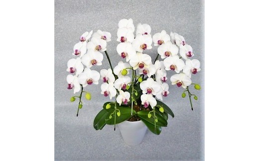 ミディ胡蝶蘭5本立て 0003 紅白 鉢花 ふるさと納税 花 観葉植物 埼玉県本庄市 唯一無二の存在感 花持ちの良い胡蝶蘭