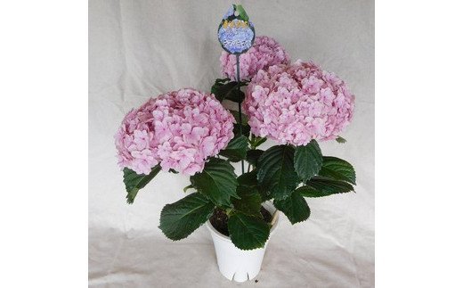 ふるさと納税 紫陽花 てまりてまり 鉢植え 号鉢 ピンク 0072 母の日のプレゼントにおすすめ アジサイの鉢植え 鉢植え とたんに存在感が強くなります Hitsk9 Net