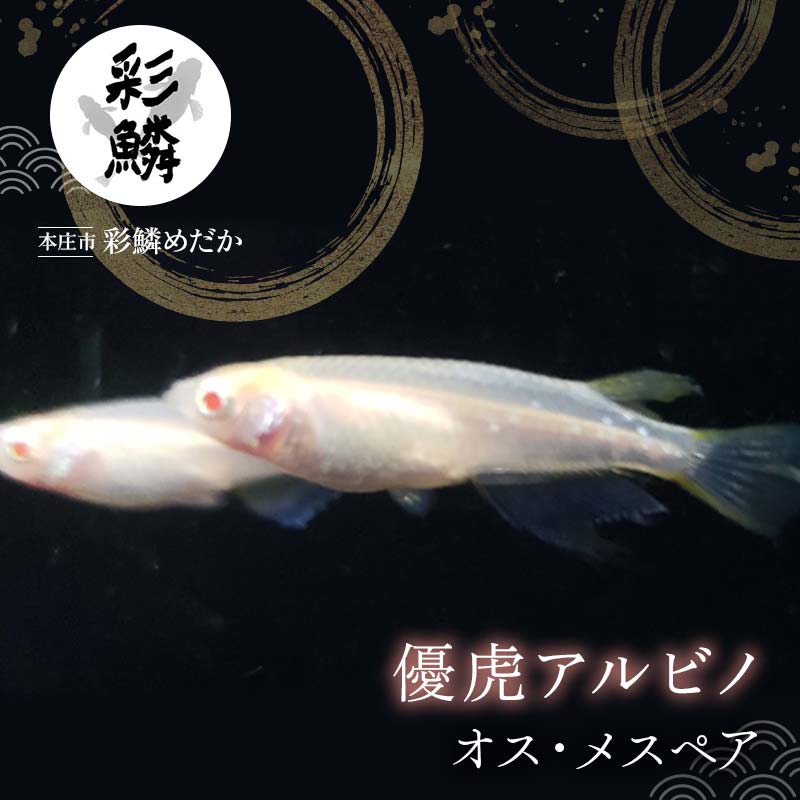 【ふるさと納税】《当店作出品種》 彩鱗めだか ＜優虎アルビノ＞ めだか メダカ 飼育 ペット 鑑賞 魚 動物 生き物 関東 F5K-078｜埼玉県本庄市
