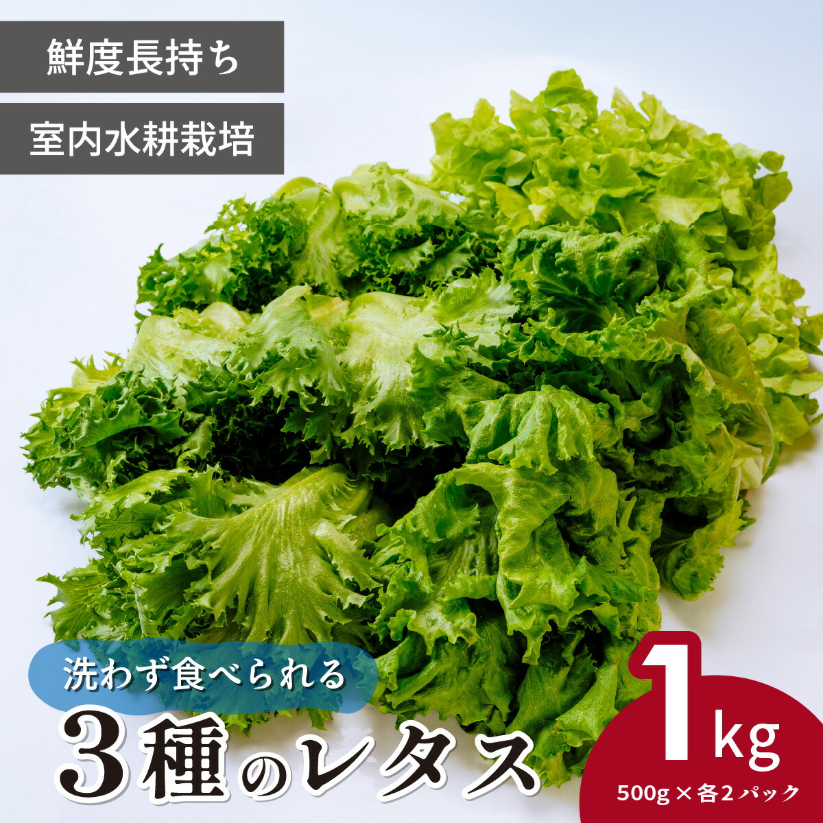 お野菜 LED水耕栽培 野菜詰め合わせ 1kgセット＜野菜 やさい レタス