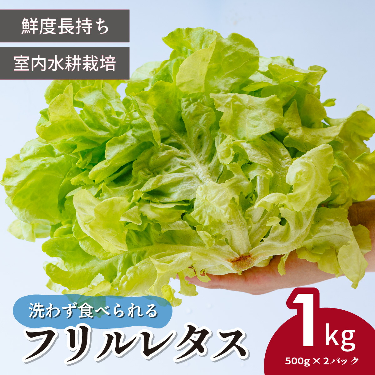 【ふるさと納税】＜洗わず食べられる・室内水耕栽培＞ フリルレタス お徳用 500g×2パック 1kg | レタス 減農薬 新鮮 洗わずに食べられる 新鮮レタス オーガニック野菜 室内栽培 清潔 野菜直送 フレッシュ サラダ用 健康志向 フレッシュ 産地直送 緑黄色野菜 埼玉県 東松山市