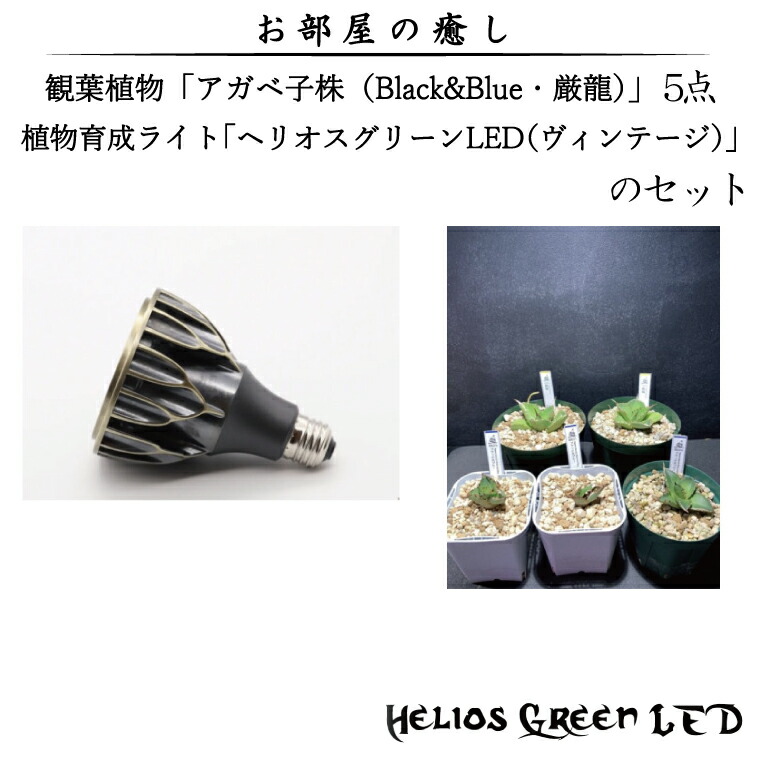 新型】限定色 Helios Green LED ヴィンテージカラー 3つセット | tspea.org