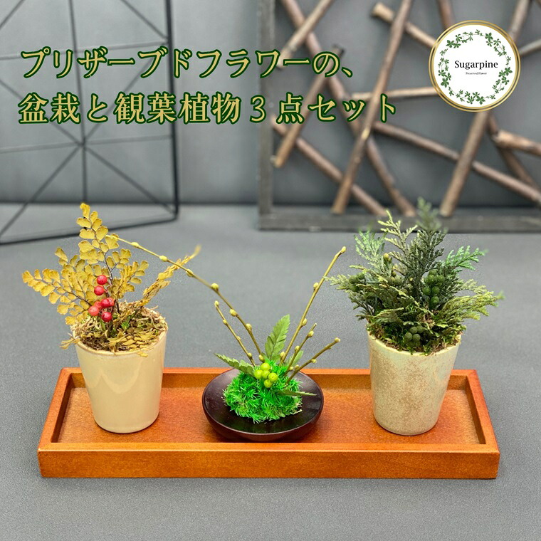 【ふるさと納税】プリザーブドフラワー　ミニ盆栽・ミニ観葉植物　３個セット　春日部市　シュガーパイン(AJ238)