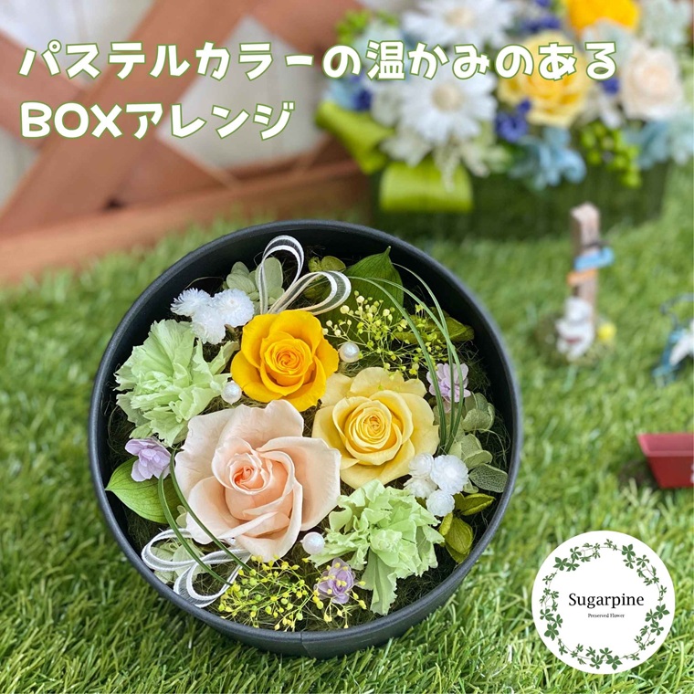 【ふるさと納税】プリザーブドフラワー　レンツ　春日部市　シュガーパイン(AJ241)