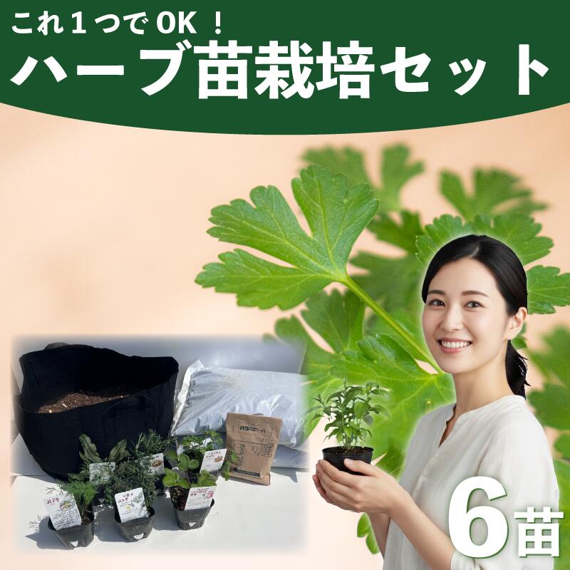 楽天市場】【ふるさと納税】産地直送 セントポーリア5鉢セット