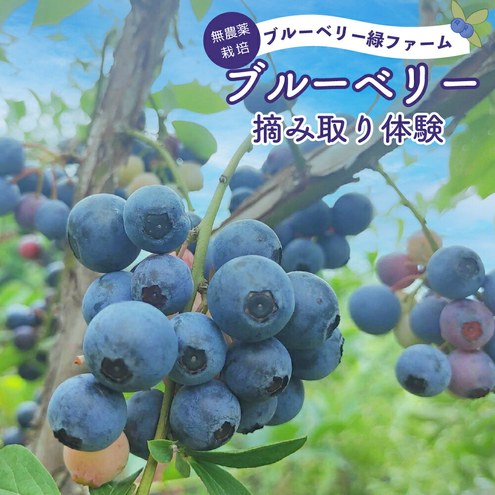 【ふるさと納税】 ブルーベリー 狩り 体験 30分 お土産 1kg 栽培期間中 農薬不使用
