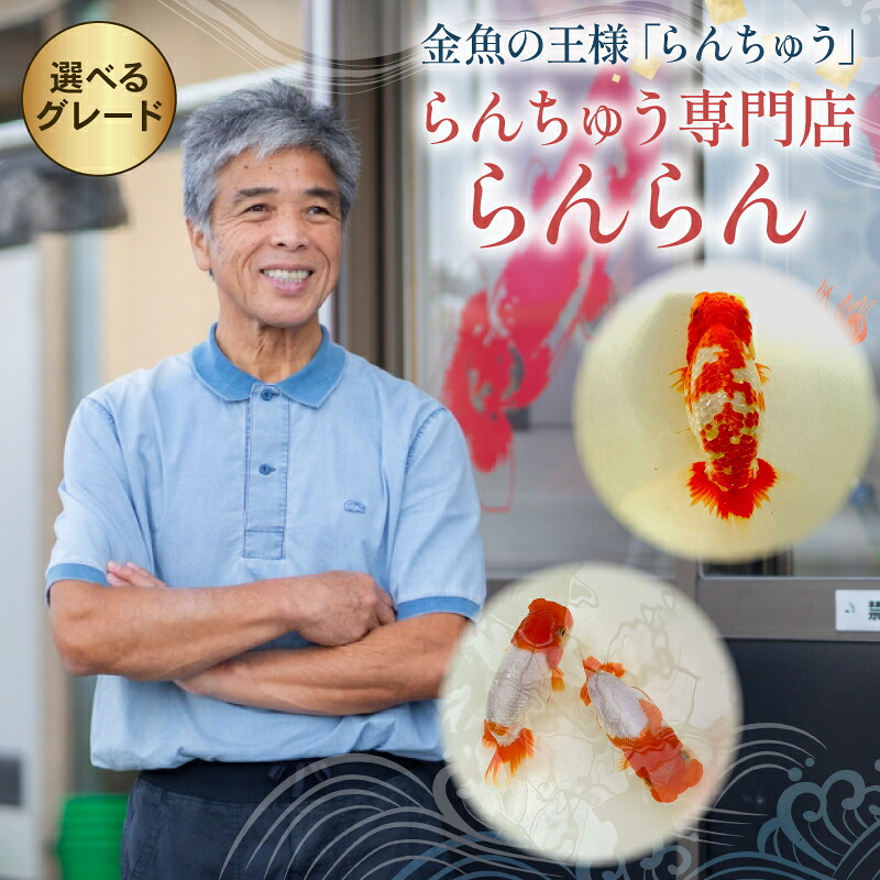 【ふるさと納税】 選べるグレード らんちゅう 飼育歴40年 ベテラン店主 日本らんちゅう協会 らんちゅう専門店 らんらん 蘭鋳 金魚 観賞魚 生き物 魚 生体 埼玉県 羽生市｜埼玉県羽生市