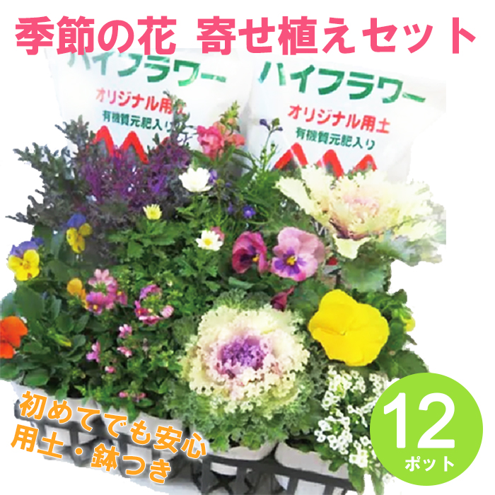 季節の花 寄せ植えセット