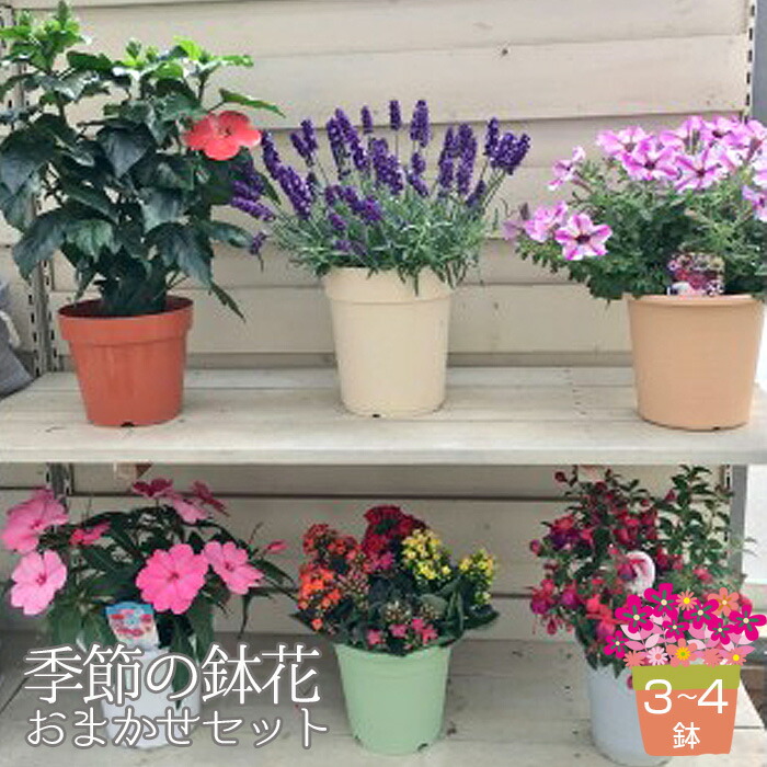 楽天市場】【ふるさと納税】ガーデンマム ジジ3色 令和8年9月以降