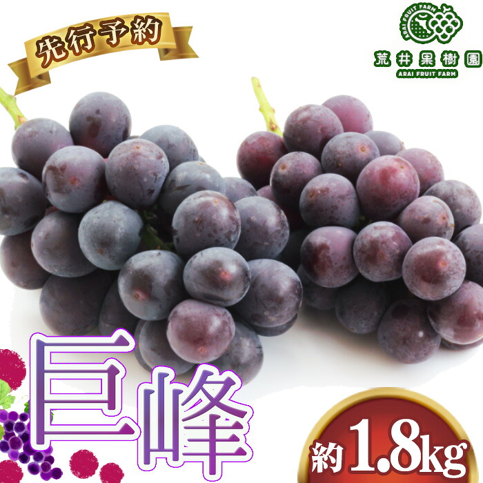 【ふるさと納税】【先行予約】荒井果樹園の巨峰　約1.8kg ［No.590］ ／ 果物 ぶどう みずみずしい コク 香り高く 皮が薄い 濃厚 甘み ご自宅用 贈り物 手土産 喜ばれる逸品 埼玉県｜埼玉県鴻巣市 16,000円