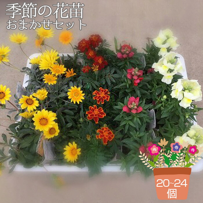 【ふるさと納税】季節の花苗おまかせセット 20～24ポットをお届け 送料無料［No.043］