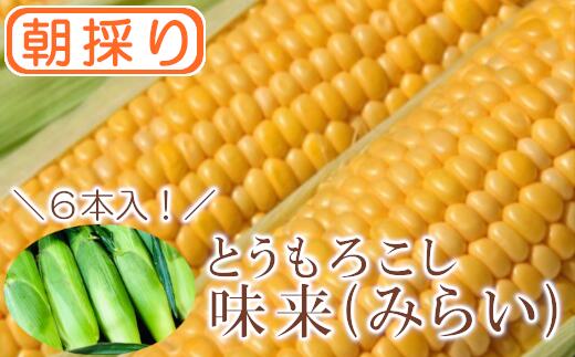 【ふるさと納税】＜先行受付：6月中旬以降出荷予定＞【農家直送】朝採りトウモロコシ『味来（みらい）』6本　ジュワッと弾ける美味しさ！ 野菜 トウモロコシ 朝採 セット 農家直送 甘い 味来【11218-0468】