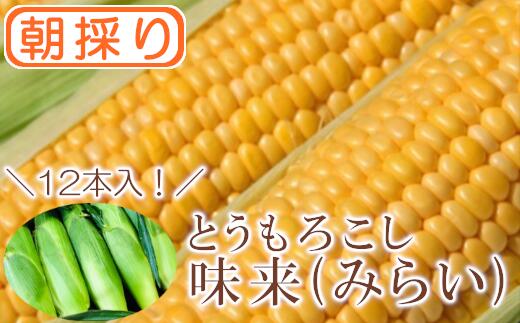 【ふるさと納税】＜先行受付：6月中旬以降出荷予定＞【農家直送】朝採りトウモロコシ『味来（みらい）』12本　ジュワッと弾ける美味しさ！ 野菜 トウモロコシ 朝採 セット 農家直送 甘い 味来【11218-0469】