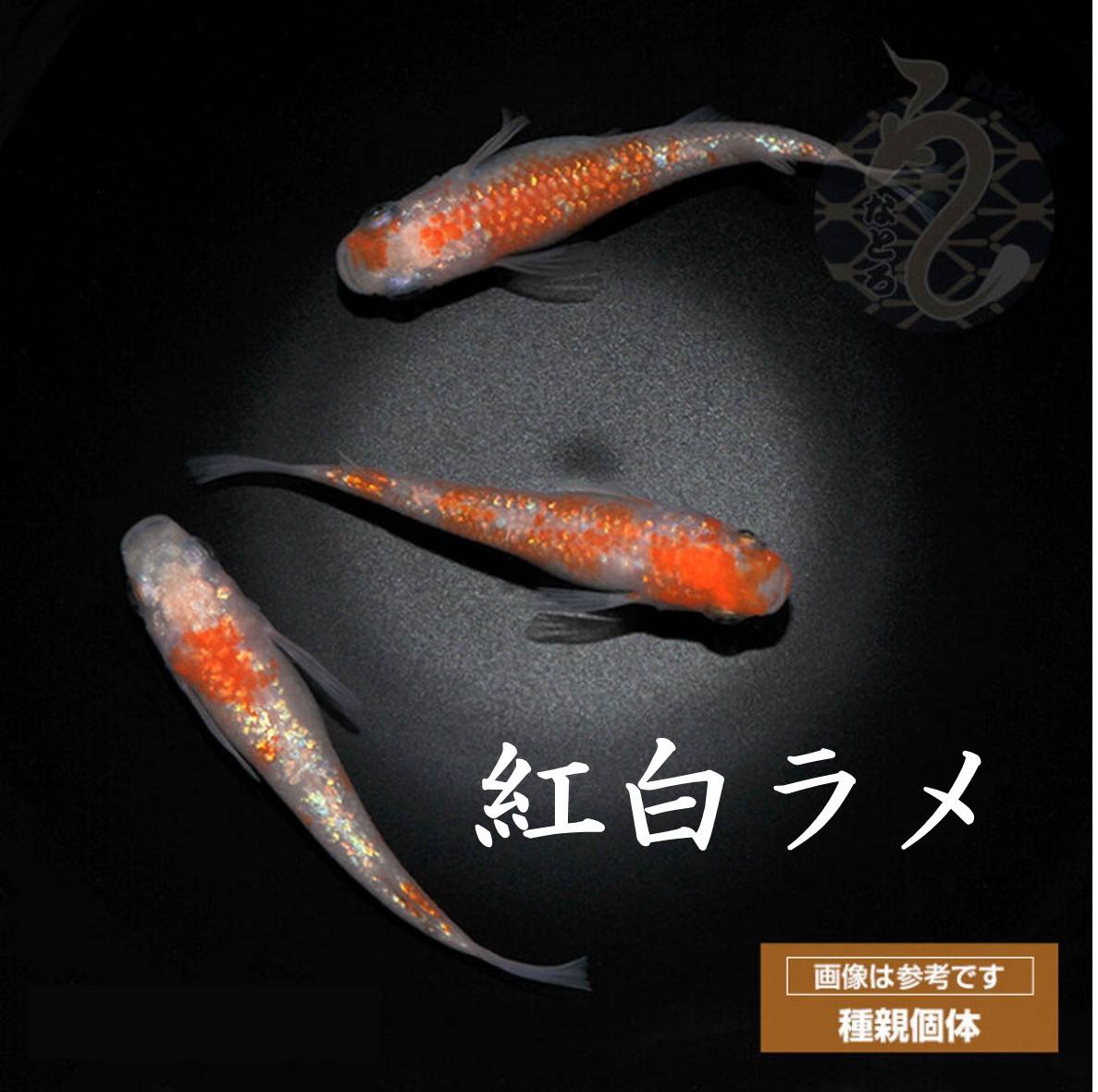 【ふるさと納税】0010-096～0050-012 メダカ「紅白ラメ（Aクラス）」（1～3ペア）