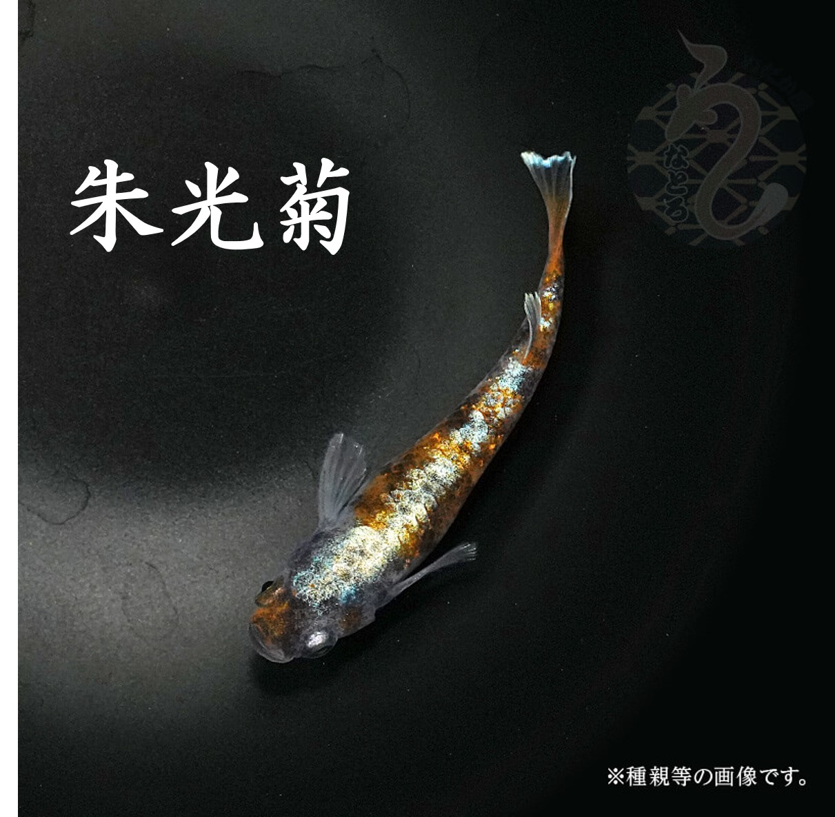 【ふるさと納税】0060-003～0200-002 メダカ「朱光菊（Aクラス）」（1～3ペア）