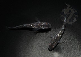 【ふるさと納税】0010-093~0050-009 メダカ「クラウドグレーダイヤ」(1~3ペア)|埼玉県富士見市