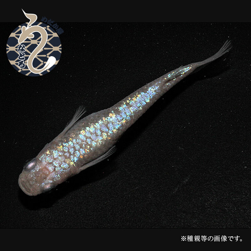 【ふるさと納税】0020-087～0050-020　メダカ「ピンクサファイア」（1～3ペア）｜埼玉県富士見市